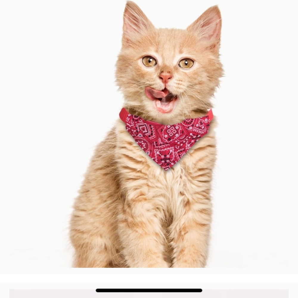 Red bandana dog or cat collar